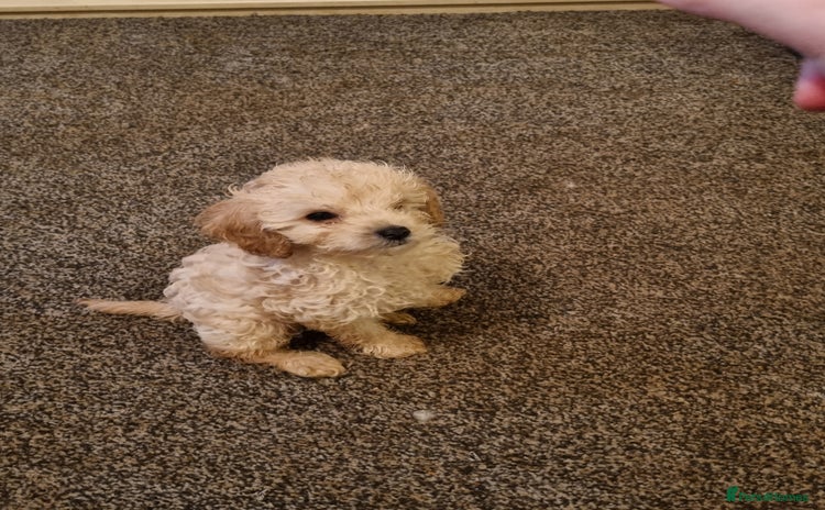 Cavapoo dogs Two beautiful cavapoo pups for sale - Advert 2