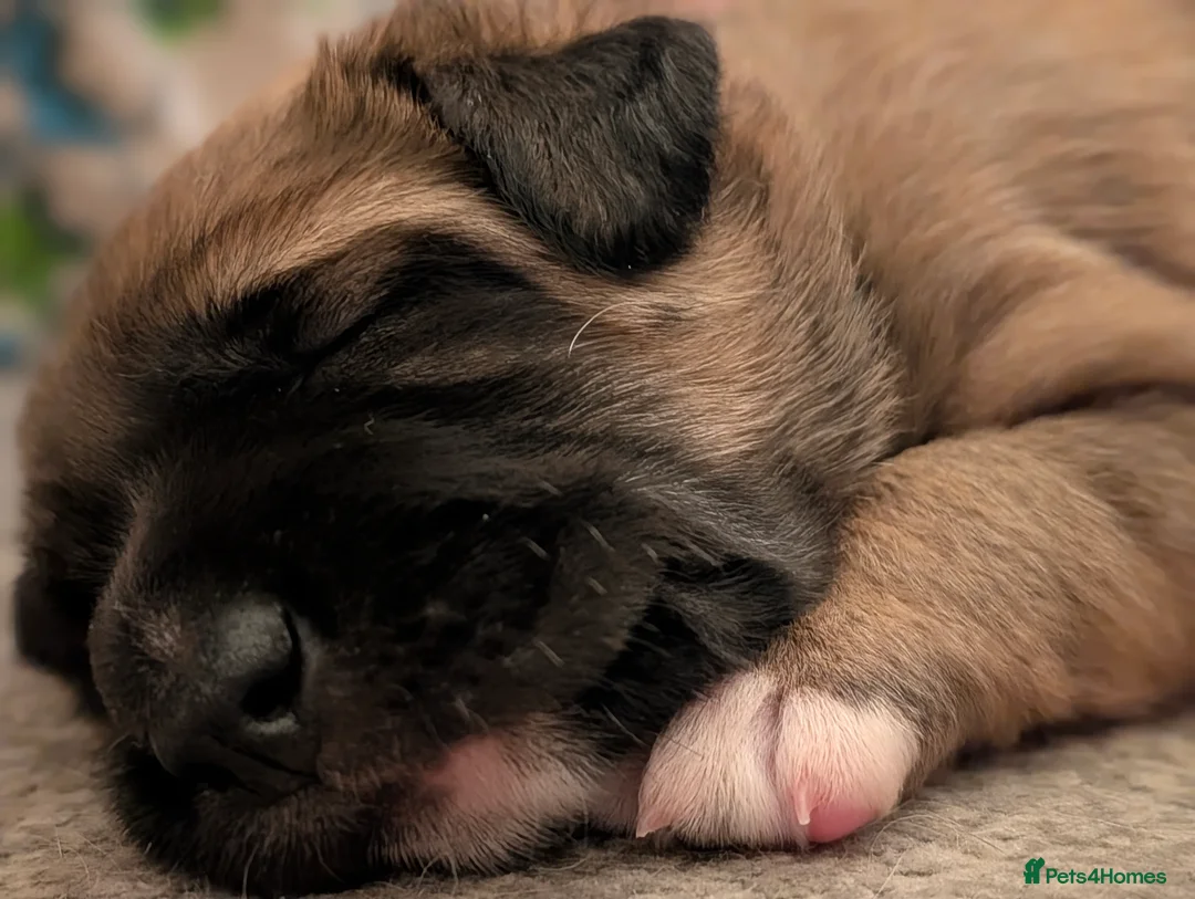 Mixed Breed dogs for sale: Belgian Malinois x Border Collie Pups Malincollie - Advert 16