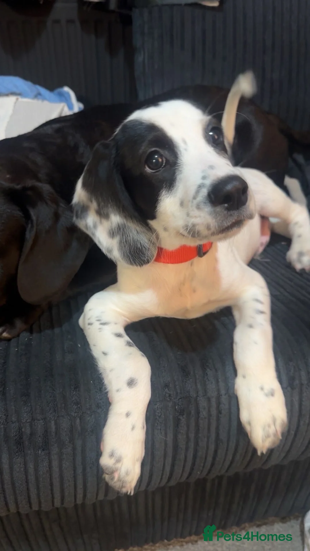 Mixed Breed dogs for sale: Bobby - Advert 2