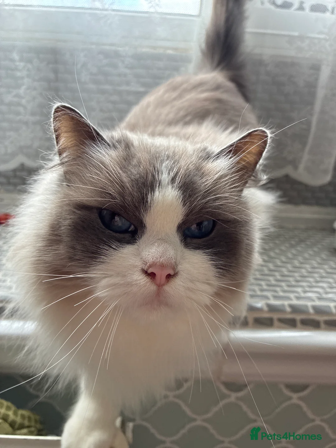 Ragdoll cats for sale: Beautiful ragdoll female cat in London - Advert 2