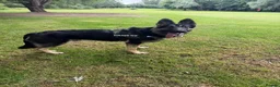 German Shepherd dogs for sale: Young German shepherd male  - Advert 7