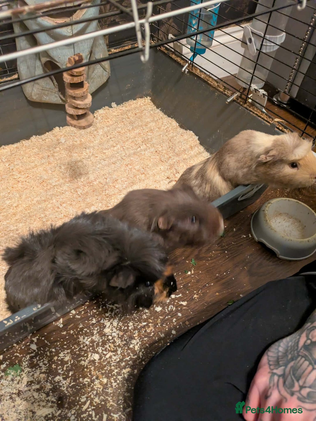 Guinea Pig rodents for sale: 3 gorgeous male guinea pigs for sale - Advert 1