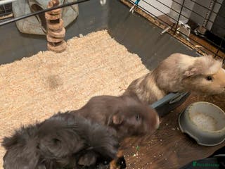 Guinea Pig rodents 3 gorgeous male guinea pigs for sale - Advert 3