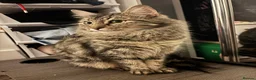 Mixed Breed cats for sale: Extremely Affectionate Bengal Mix Girl 🩷 - Advert 1