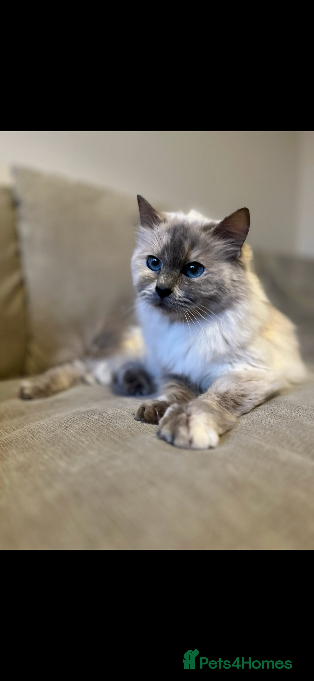 Ragdoll cats for sale: Mother (10) & Daughter (4) - Image 4