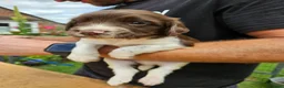 English Springer Spaniel dogs for sale: KC registered liver and white Springer spaniels in Kidderminster - Advert 15