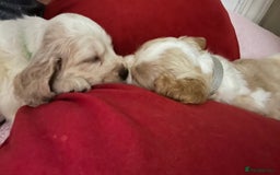 Cocker Spaniel dogs for sale: Cocker spaniel puppies half show half working  - Image 6