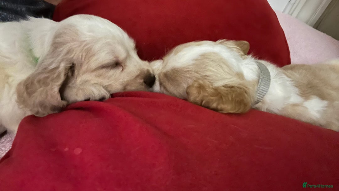 Cocker Spaniel dogs for sale: Cocker spaniel puppies half show half working  - Image 6