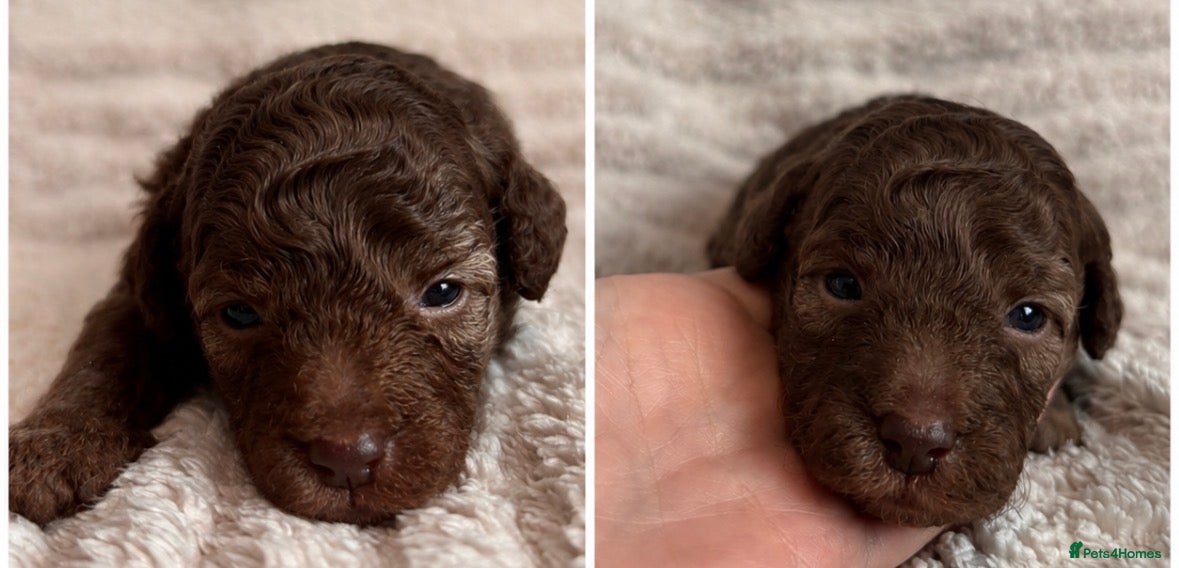 Cockapoo dogs Beautiful F1B cockapoo puppies - Advert 5