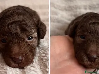 Cockapoo dogs Beautiful F1B cockapoo puppies - Advert 1