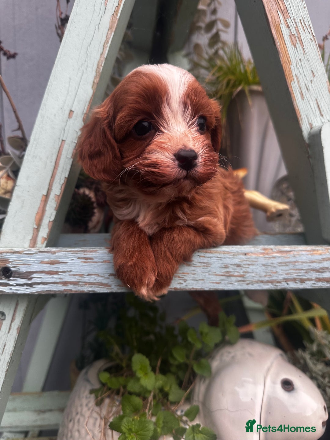 Cavapoo dogs for sale: Bright red not to curly f1 Cavapoo’s  - Advert 37