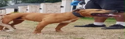 American Bully dogs for sale: American bully pups 4 weeks old  in Kidderminster - Advert 7