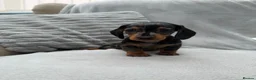 Miniature Dachshund dogs for sale: Gorgeous KC registered Miniature Dachshunds   - Advert 21