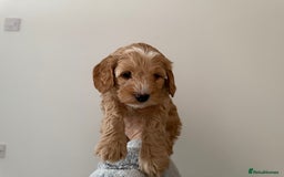 Labradoodle dogs for sale: 2 females being rehomed  - Image 27