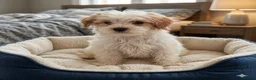 Maltese dogs for sale: 5 F1 cockapoo and Maltese Puppies 8 Weeks Old  - Advert 4