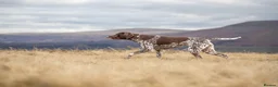 German Shorthaired Pointer dogs for sale: Matilda - Advert 8