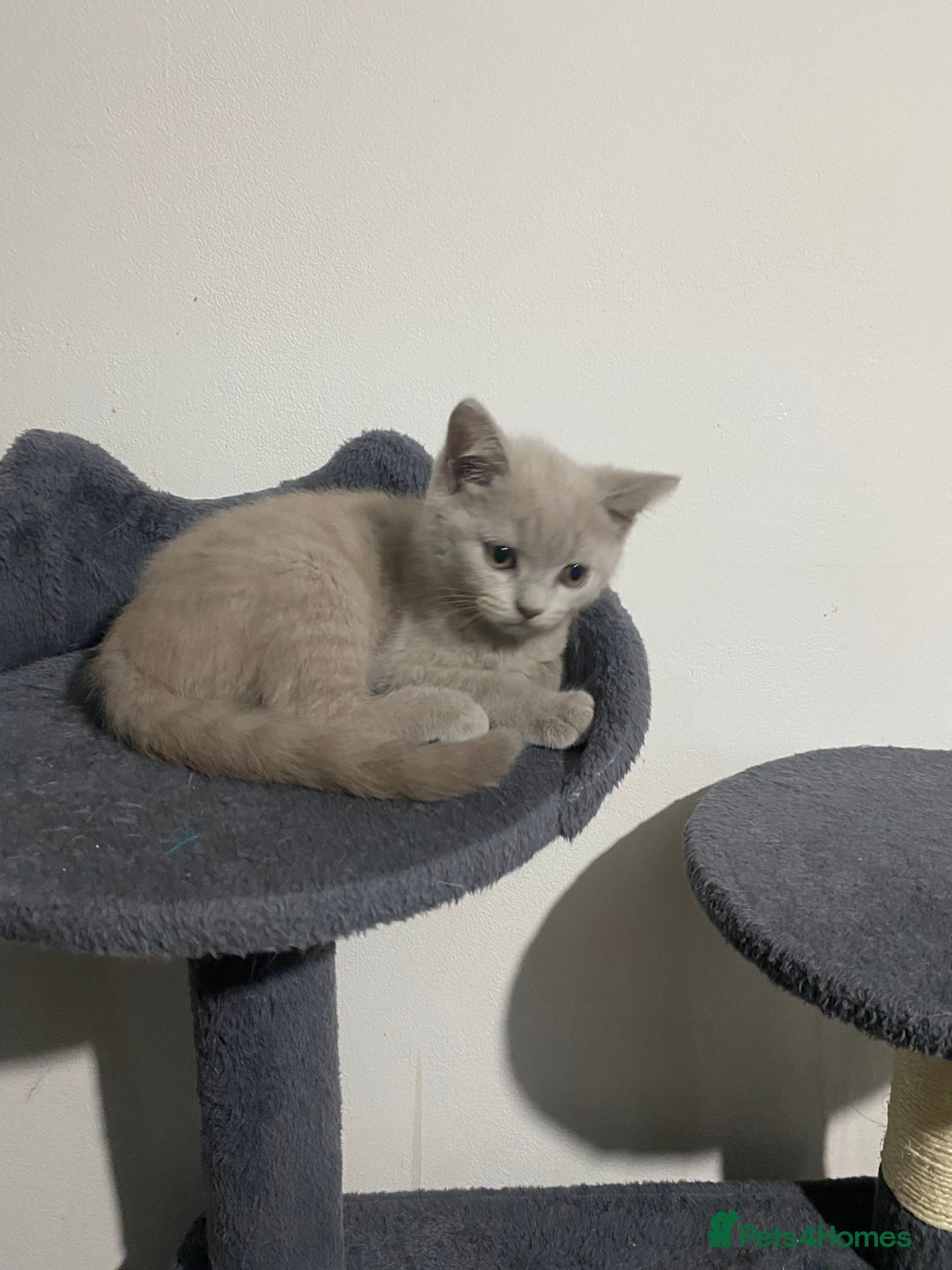 British Shorthair cats for sale: Adorable British shorthair kittens  - Image 12