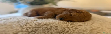 Cavapoo 2