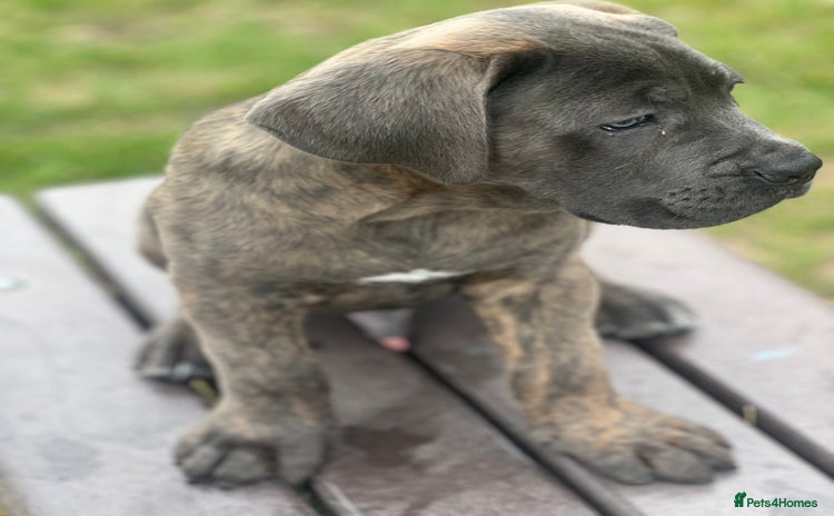 Cane Corso dogs - Advert 1