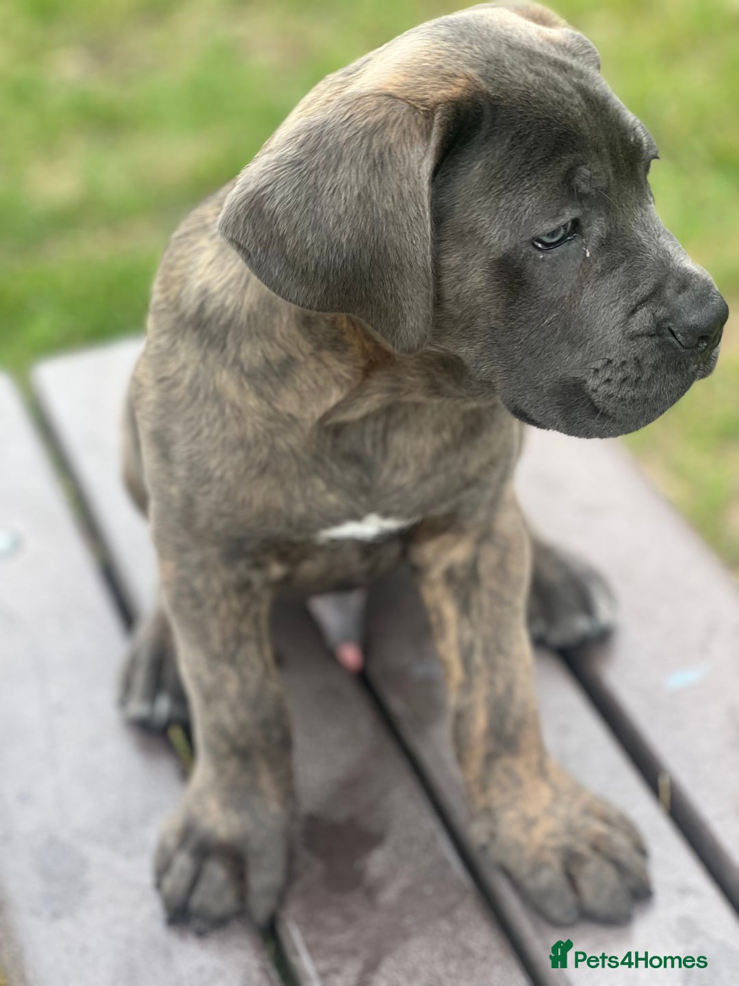 Cane Corso dogs for sale: Cane corso  - Image 1