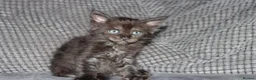 Maine Coon cats for sale: beautiful Maine coon kittens (2 poly) - Advert 18