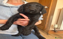 Mixed Breed dogs for sale: Male Australian Labradoodles  - Image 6