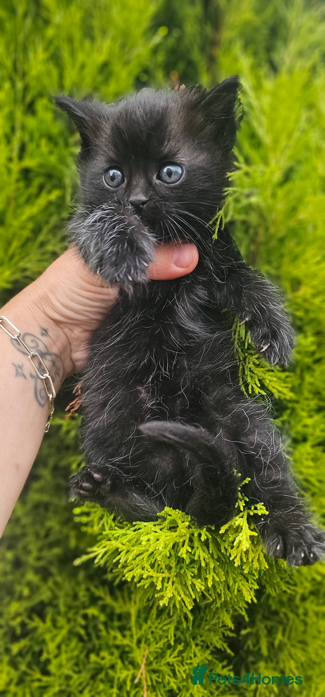 Mixed Breed cats for sale: 2 mixed breed girls(black ones left now). - Image 15