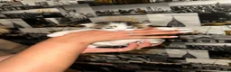 American Shorthair cats for sale: Premium-quality American shorthair 🐾 - Advert 6