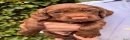 Cocker Spaniel dogs for sale: Stunning FTCH Line KC Reg Working Cocker Spaniel - Advert 8
