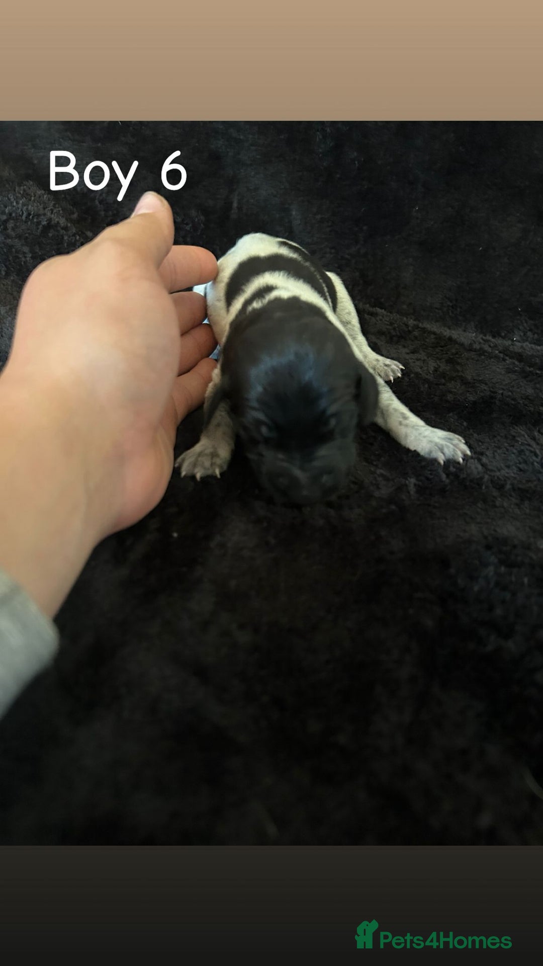 German Shorthaired Pointer dogs for sale: Beautiful pointer puppies - Image 15