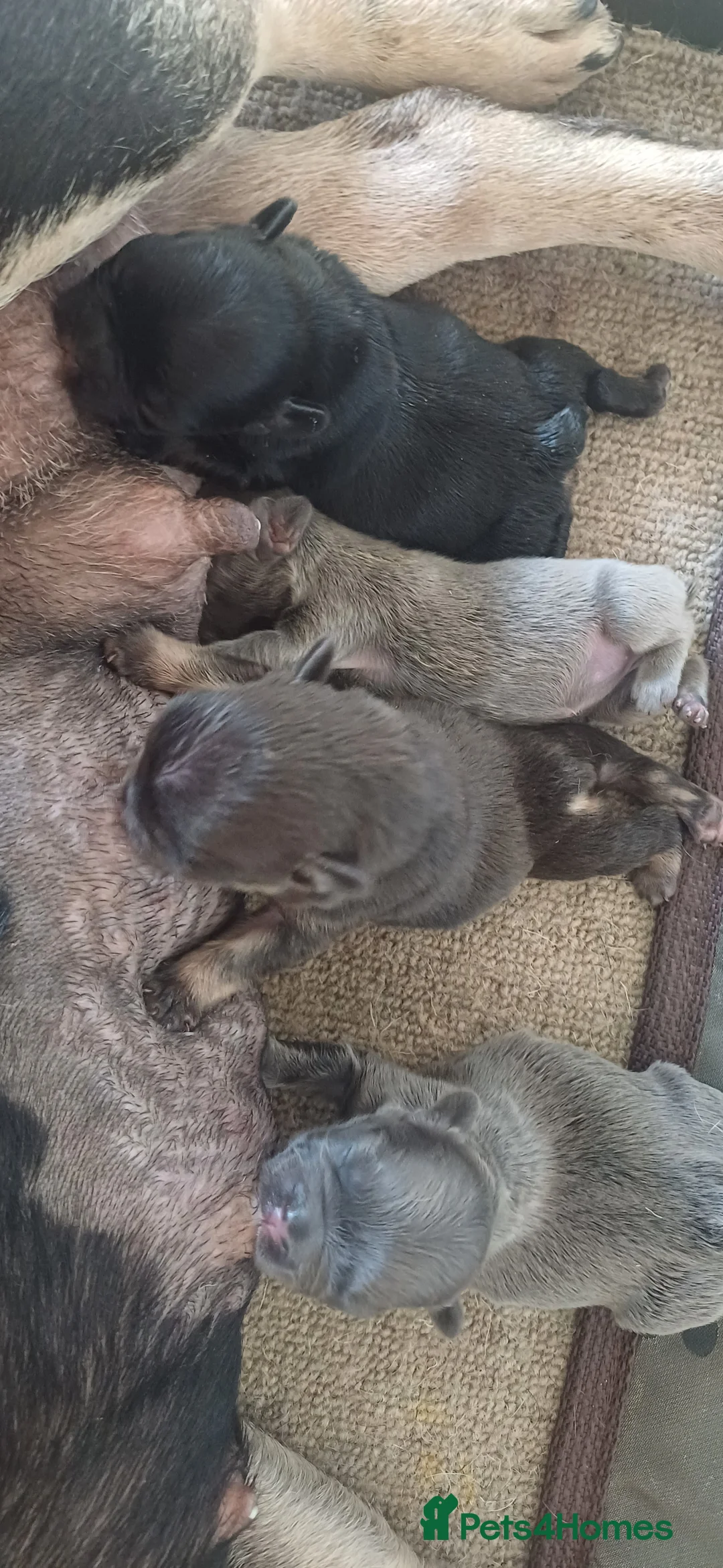 French Bulldog dogs for sale: Loving female puppy (Luna)  - Advert 2