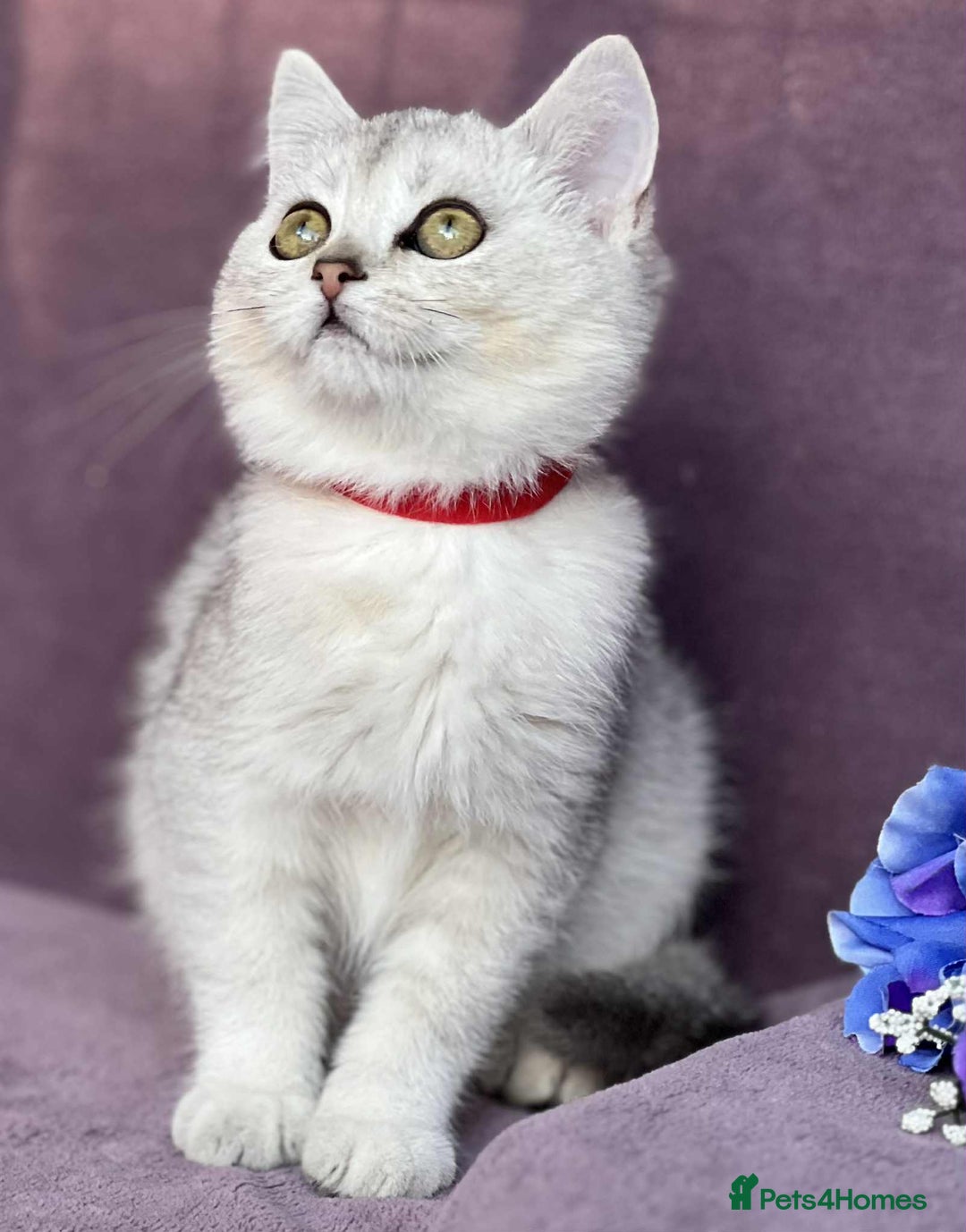 British Shorthair cats for sale: OPEN TO OFFERS TICA registered BSH kittens - Image 21