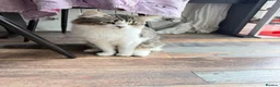 British Longhair cats for sale: Rehoming for Longhair Male Cat  - Advert 9