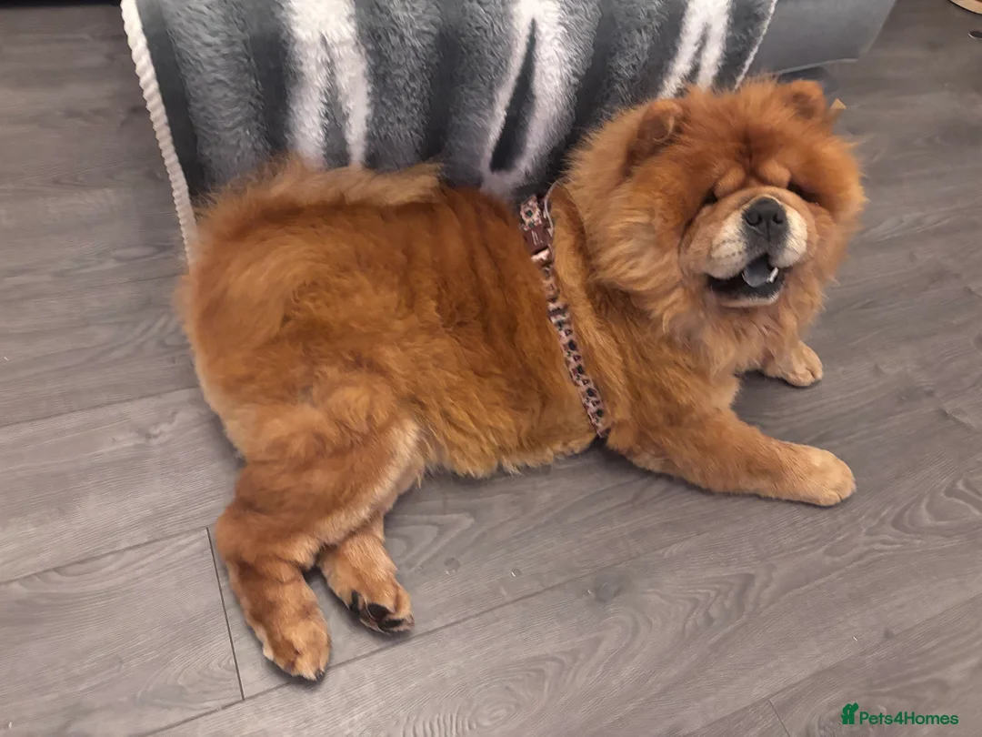 Chow Chow dogs for sale: Red Chow Chow Female - Advert 6