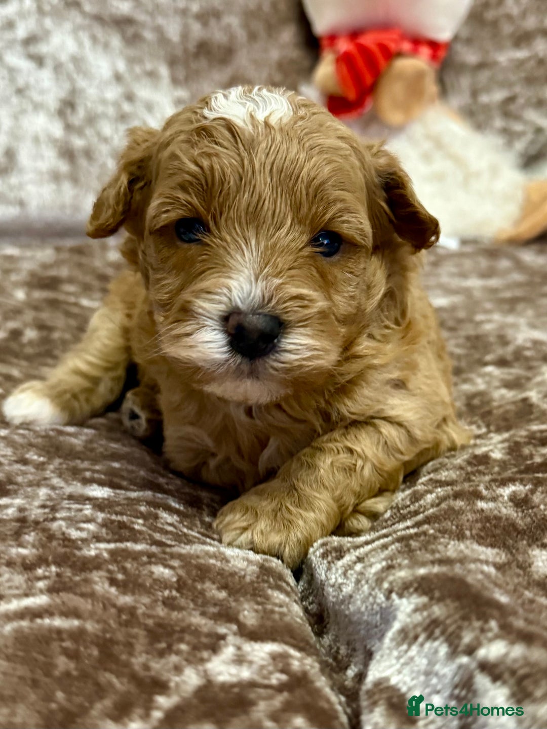 Maltipoo dogs for sale: BEAUTIFUL TEDDY BEAR F1B MALTIPOO BABIES! - Advert 4