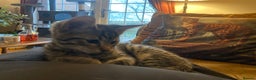 Savannah cats for sale: Beautiful Male Savannah Kitten for sale - Advert 3