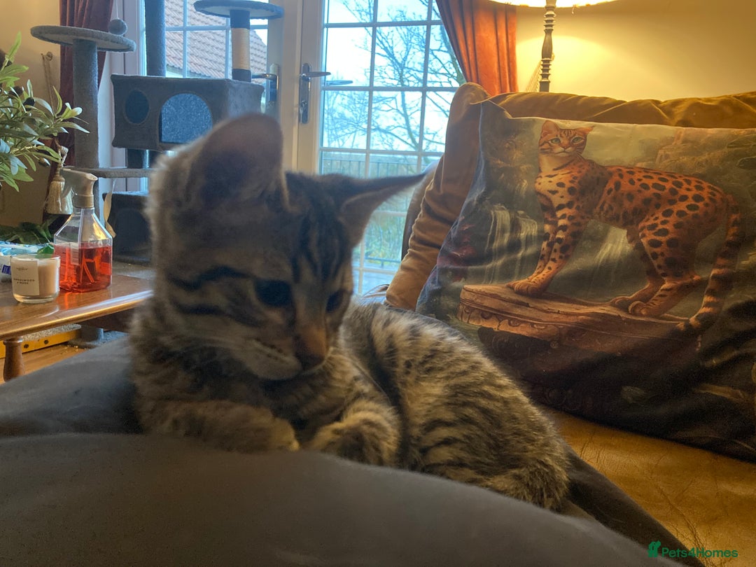 Savannah cats for sale: Beautiful Male Savannah Kitten for sale - Advert 3