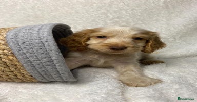 Cocker Spaniel dogs - Advert 7