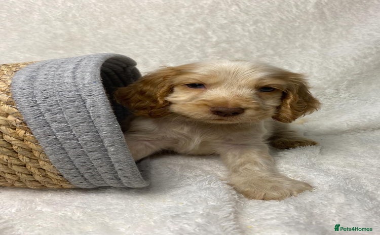 Cocker Spaniel dogs - Advert 1