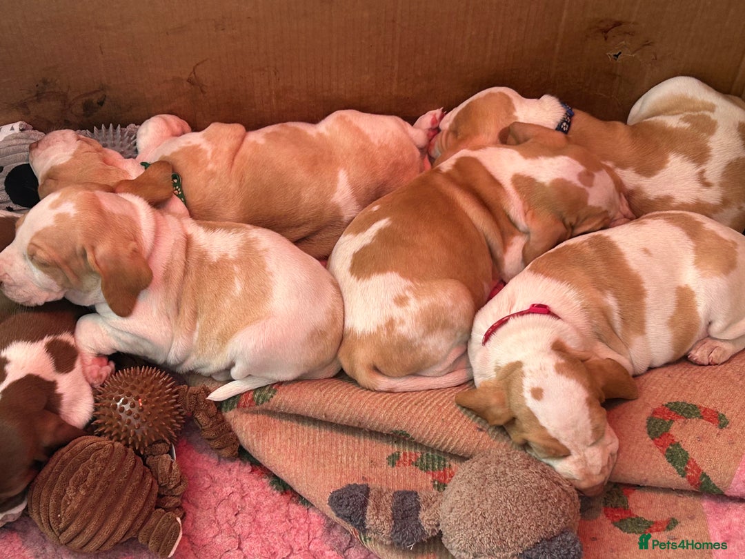 Bracco Italiano dogs for sale: Beautiful Bracco Pupoies - Image 8