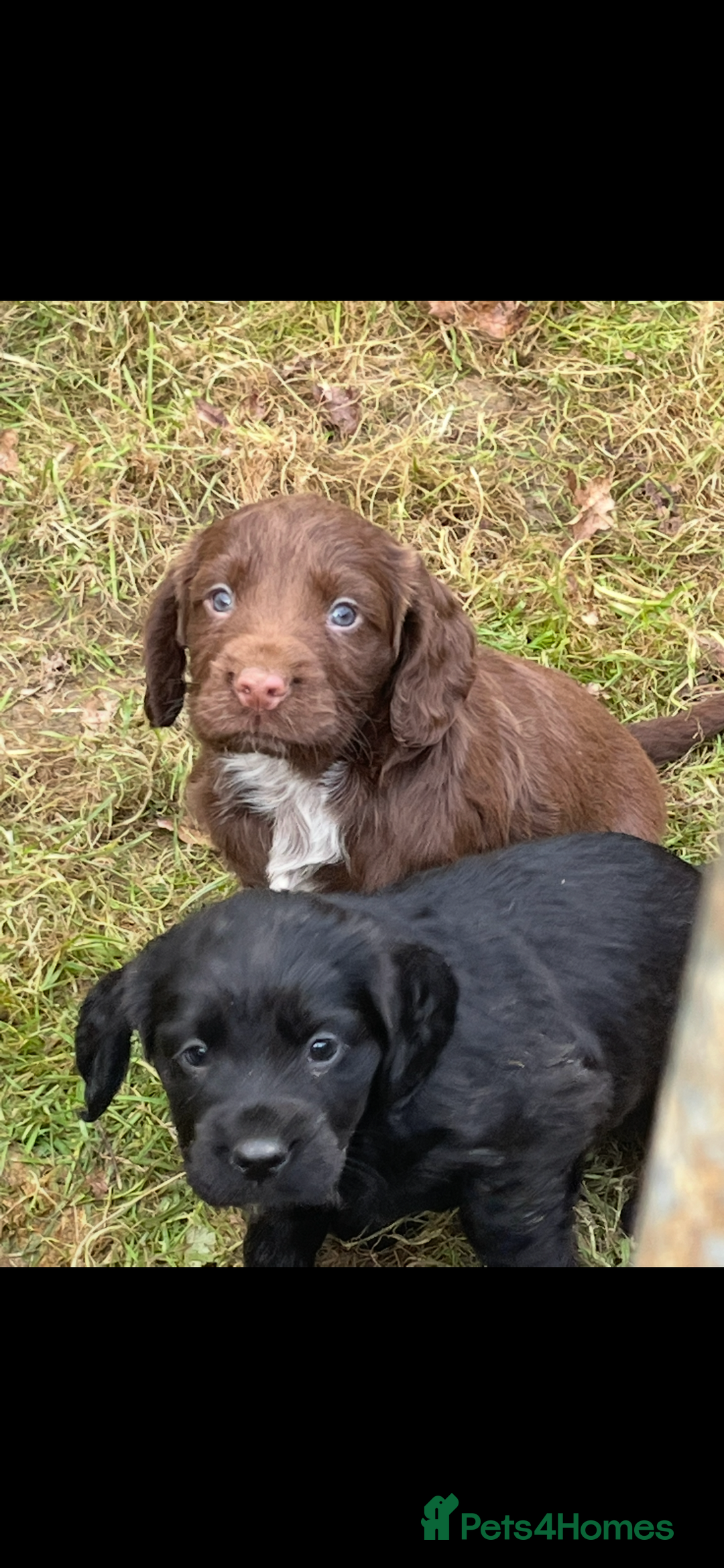 Cocker Spaniel dogs for sale: Beautiful Cockerspaniel Puppies for sale🐶 - Advert 11