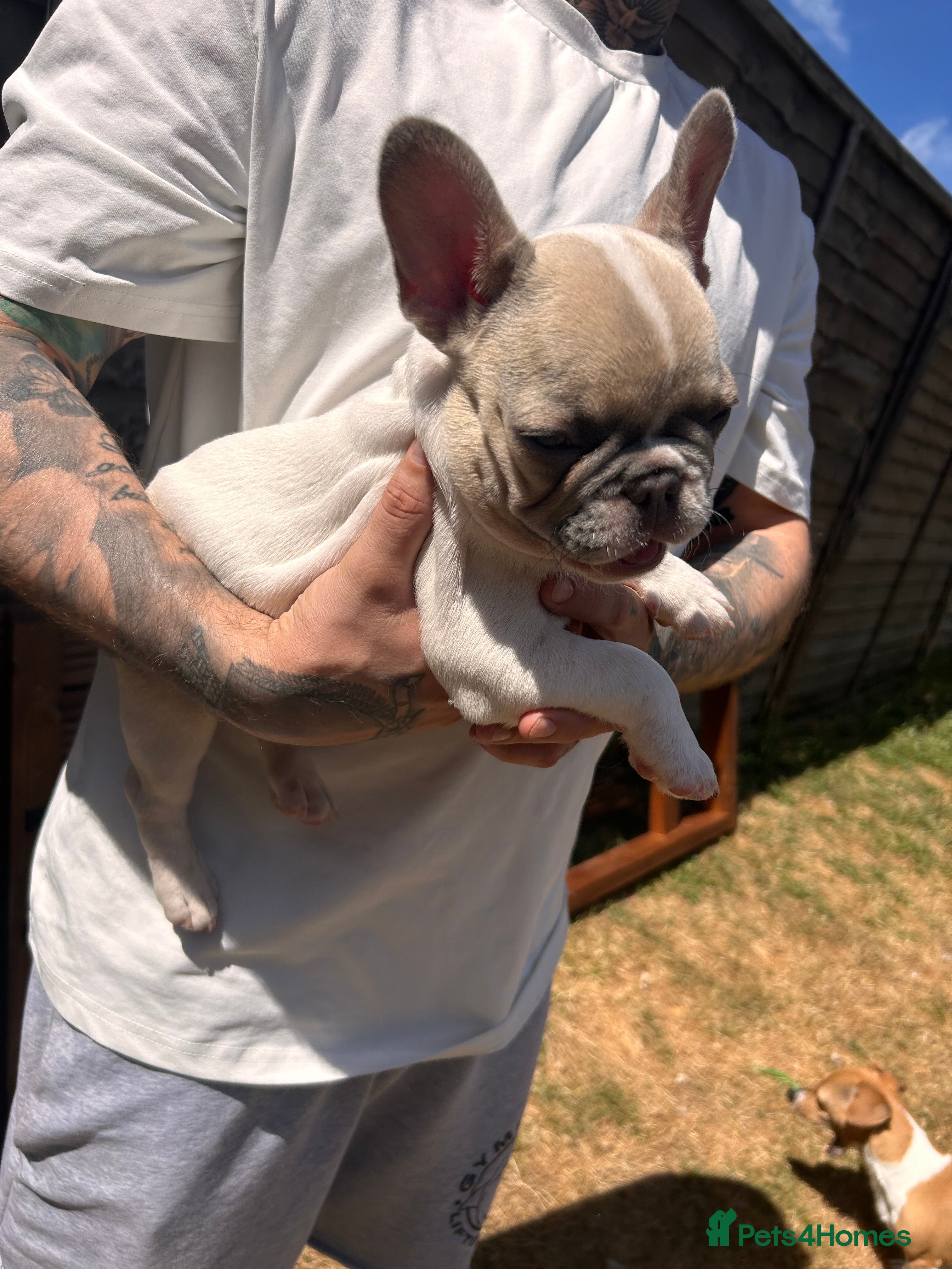French Bulldog dogs for sale: DWKC French bulldog puppies  - Advert 19