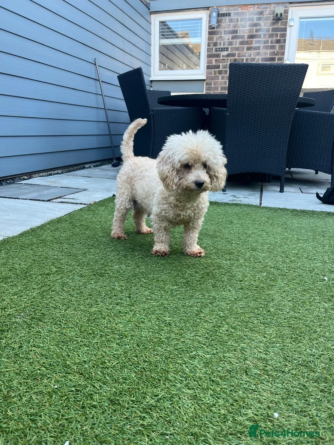 Poochon dogs for sale: Stunning F1 Poochon Puppies - Advert 1