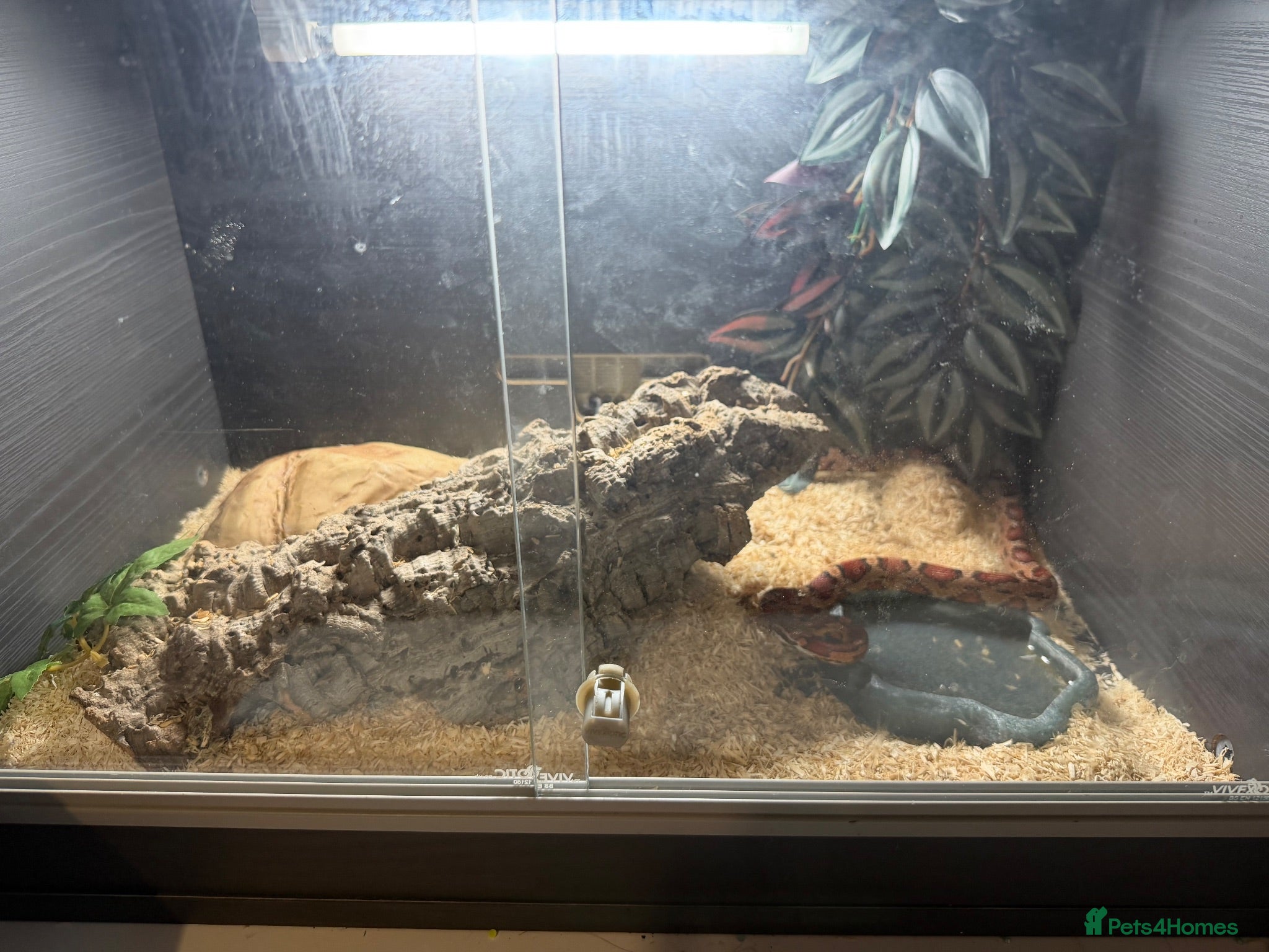 Corn Snake reptiles Corn snake and full set up  - Advert 10