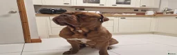 Dogue De Bordeaux dogs for stud: Barney - Advert 4