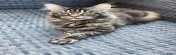 Maine Coon cats for sale: We have a beautiful set of main coon kittens  in Buckingham - Advert 13
