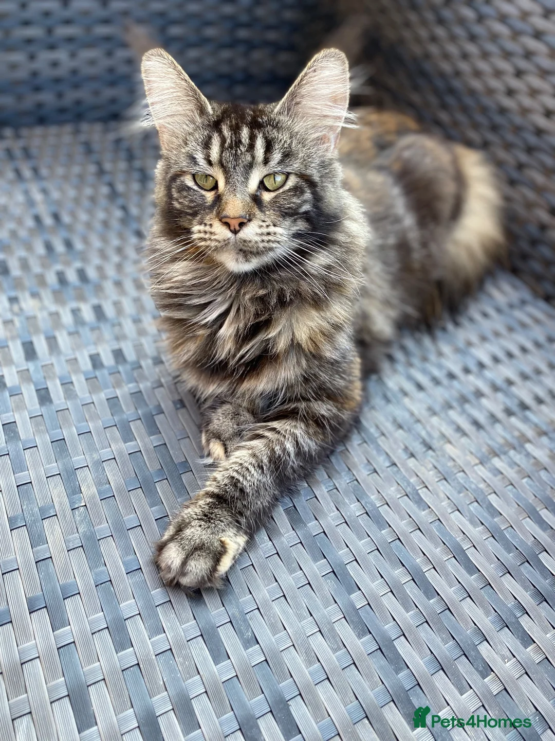 Maine Coon cats for sale: We have a beautiful set of main coon kittens  in Buckingham - Advert 13