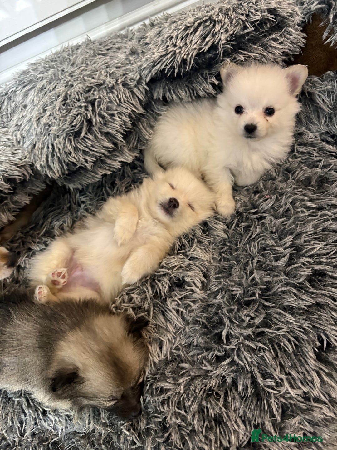 Pomeranian dogs for sale: Pomeranian puppies - Advert 3