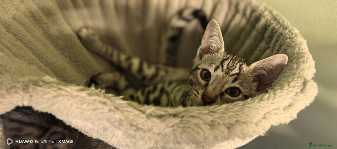 Bengal cats for sale: Sweet Bengal Kittens For Sale  - Image 33