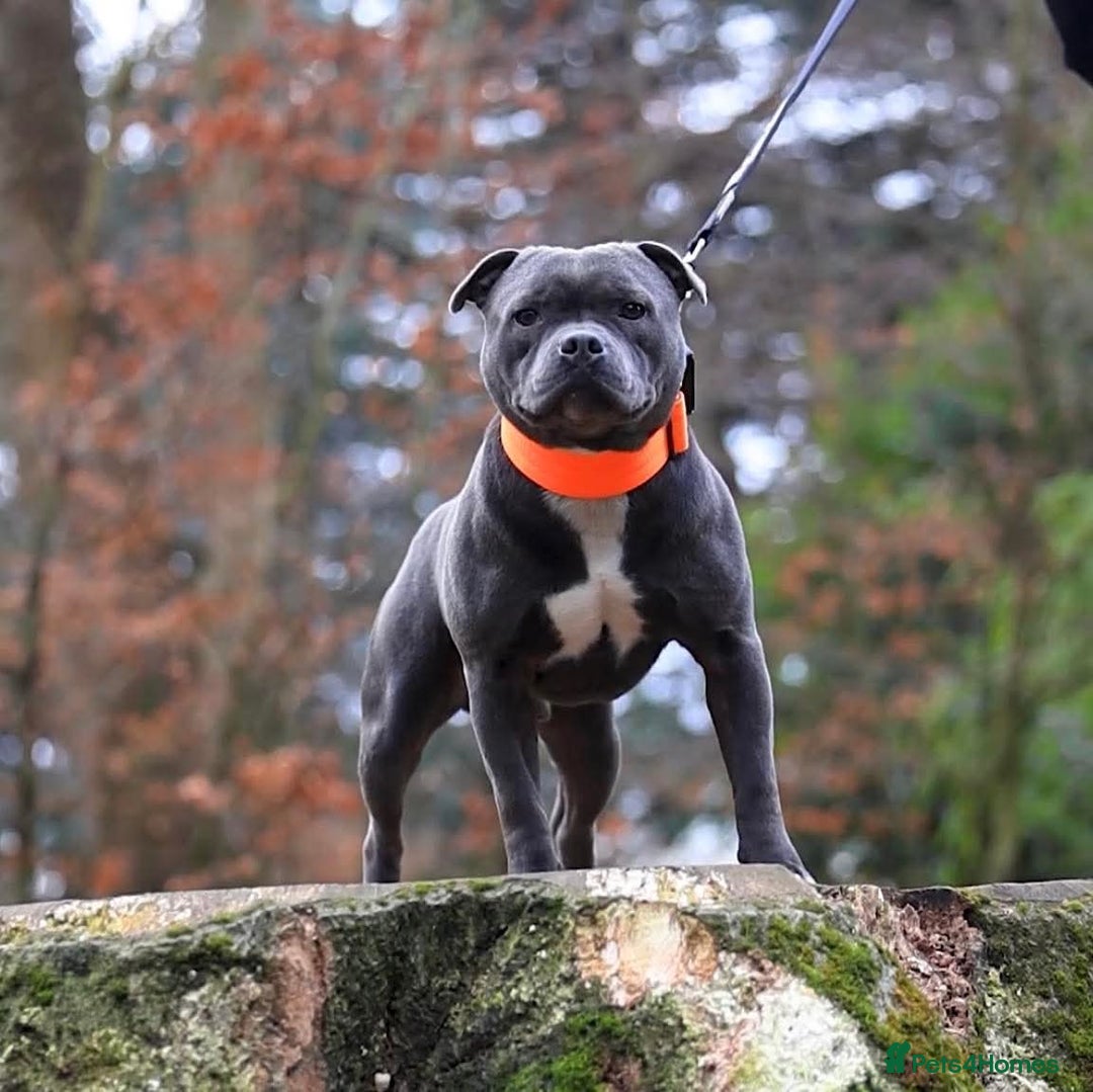 Staffordshire Bull Terrier dogs for sale: Reduced, remaining 2 KC Blue SBT - Image 2